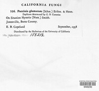 Puccinia glumarum image